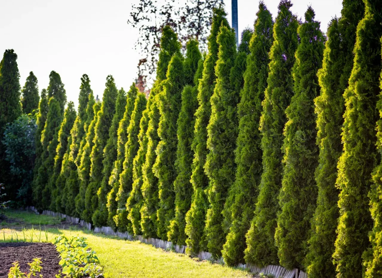 Ile czasu rośnie tuja? Poznaj zaskakujące tempo wzrostu tui Brabant