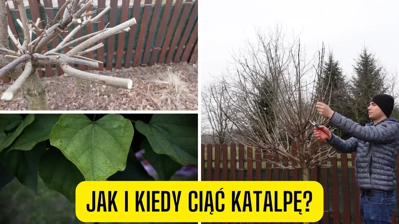 Jak przycinać katalpę, aby uniknąć błędów i cieszyć się zdrowym drzewem