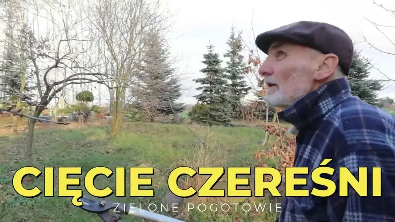 Zdjęcie Jak przycinać czereśnie, aby uniknąć błędów i zapewnić obfite owoce