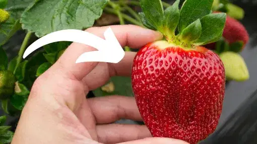 Zdjęcie Jaka gleba pod truskawki? Poznaj idealne warunki dla zdrowych plonów