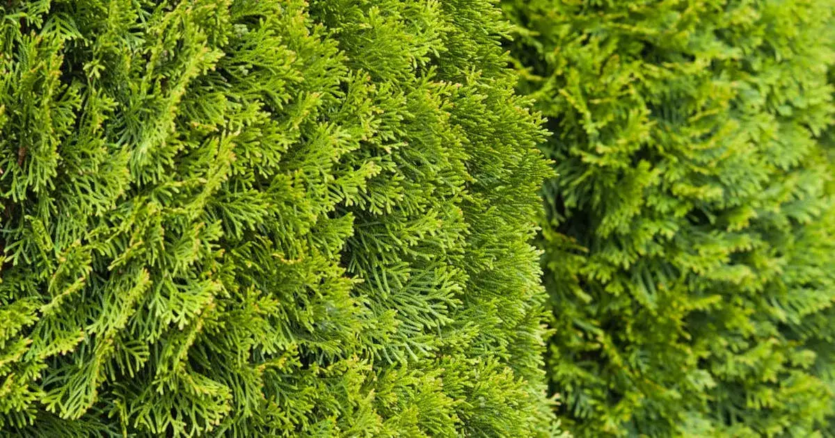 Zdjęcie Ile czasu rośnie tuja? Poznaj zaskakujące tempo wzrostu tui Brabant