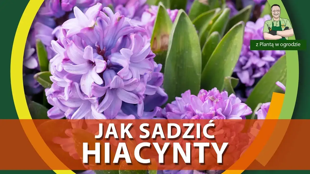 Zdjęcie Kiedy sadzić hiacynty do gruntu, aby uniknąć błędów i cieszyć się kwitnieniem