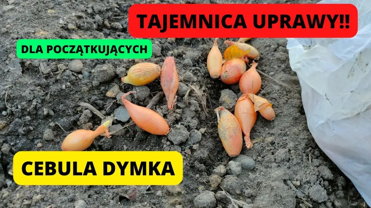 Zdjęcie Cebula do gruntu kiedy? Odkryj najlepszy czas sadzenia i uniknij błędów