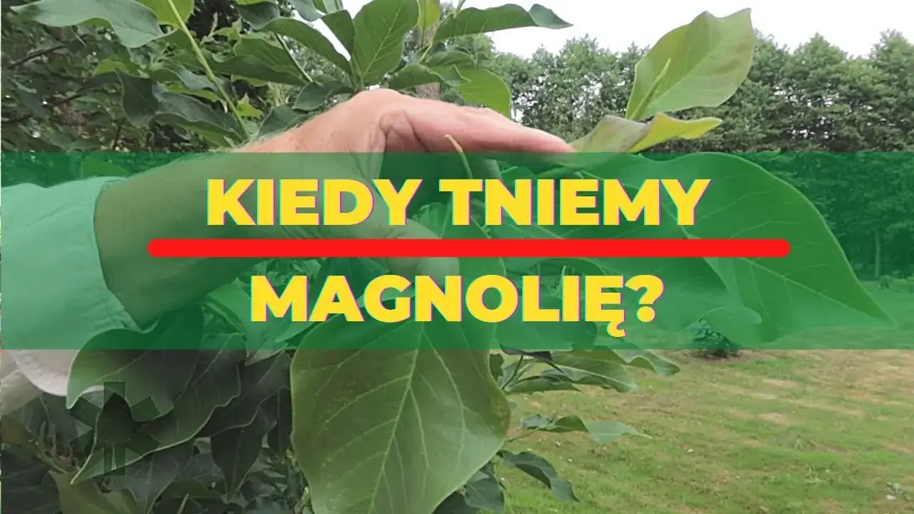 Zdjęcie Jak przycinać magnolię, aby uniknąć uszkodzeń i zapewnić zdrowie rośliny
