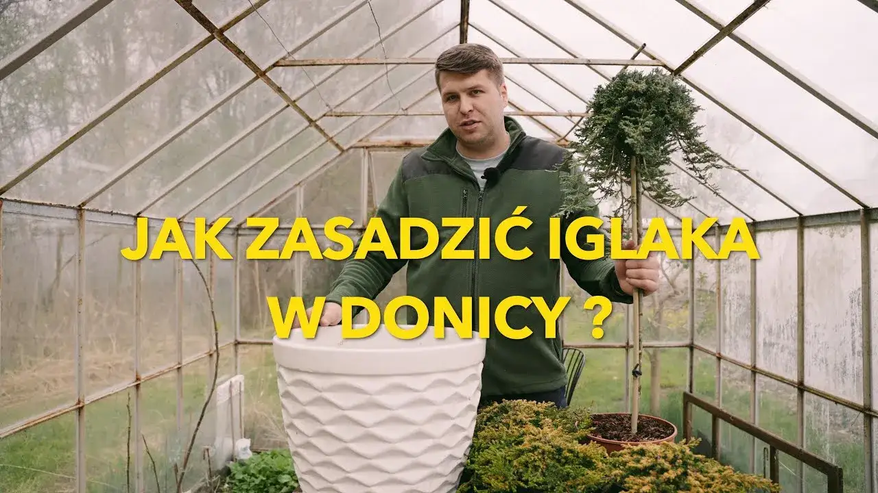 Zdjęcie Jaką ziemię do iglaków w donicach wybrać, aby uniknąć problemów?