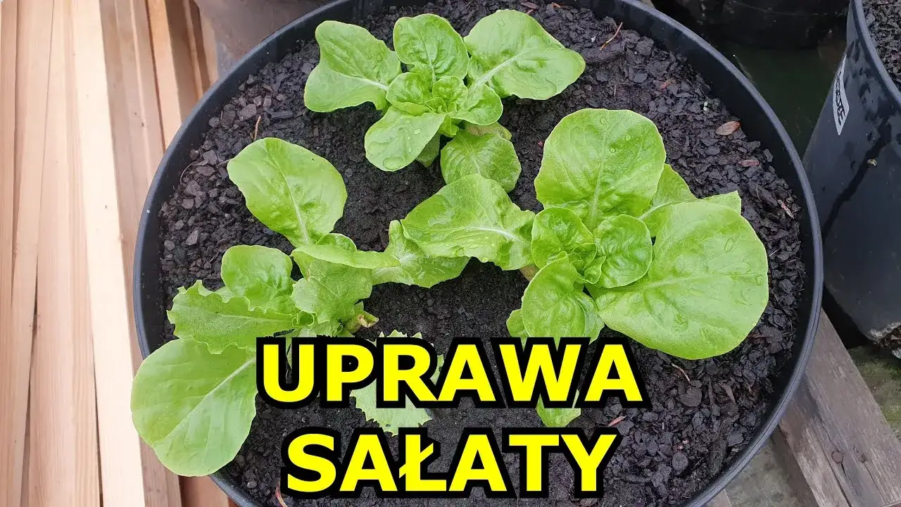 Zdjęcie Jak sadzić sałatę do gruntu, aby uniknąć najczęstszych błędów