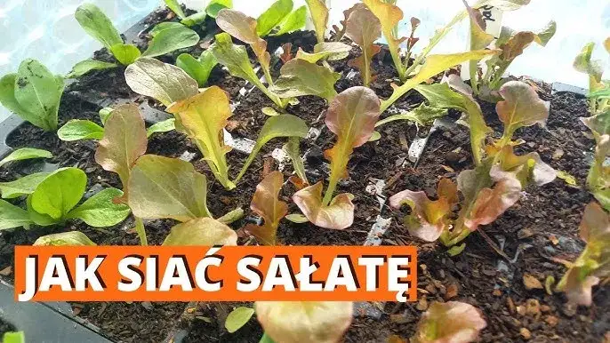 Zdjęcie Jak siać sałatę w doniczce, aby uniknąć najczęstszych błędów