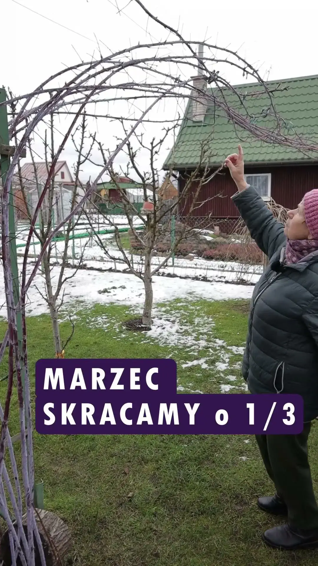 Zdjęcie Jak przycinać czarną malinę, aby uniknąć słabych plonów?