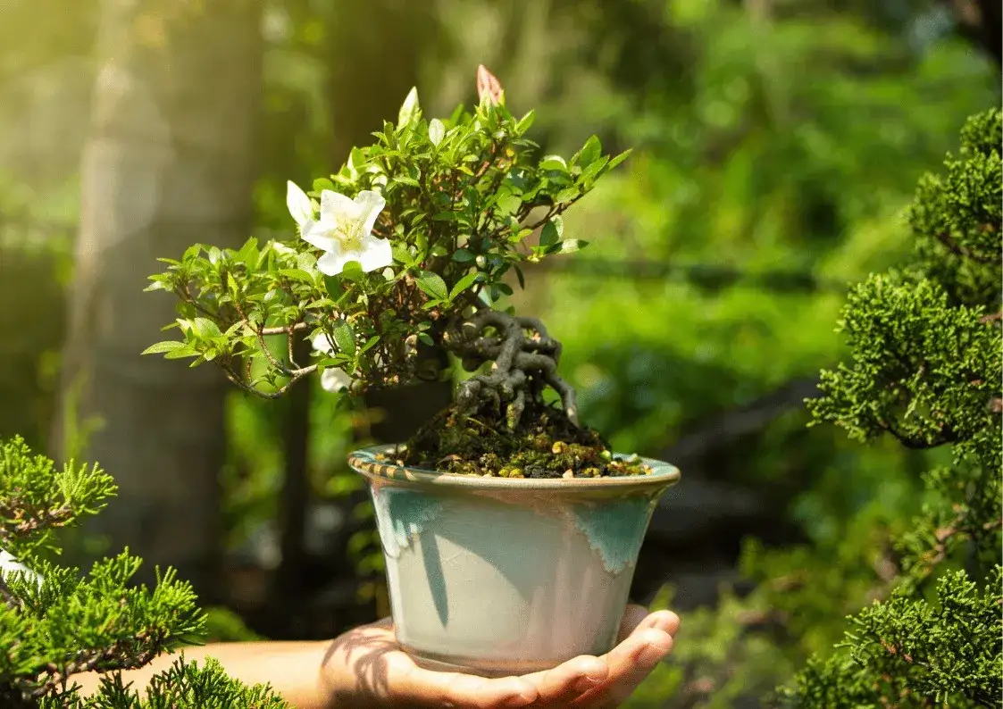 Zdjęcie Jak przycinać drzewko bonsai - unikaj najczęstszych błędów w wideo
